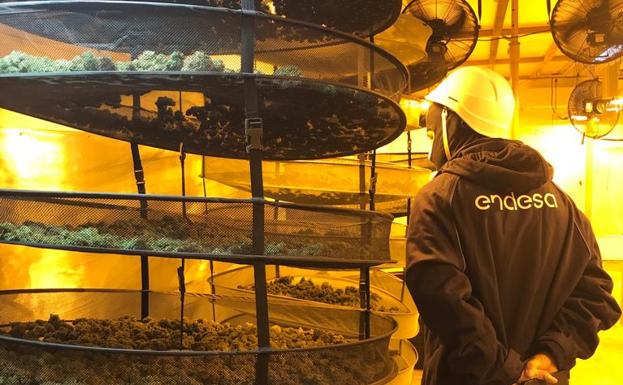 Aumentan en Jaén los enganches ilegales para las plantaciones 'caseras' de marihuana