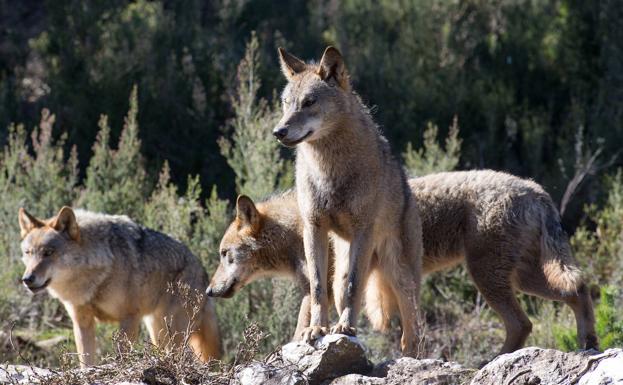 Gobierno y autonomías pactan cómo será posible cazar lobos en casos excepcionales