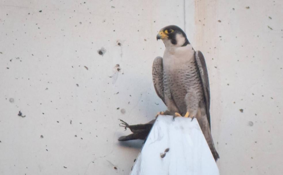 El día que Lucas descubrió a Zaidín, el halcón que veranea en Granada