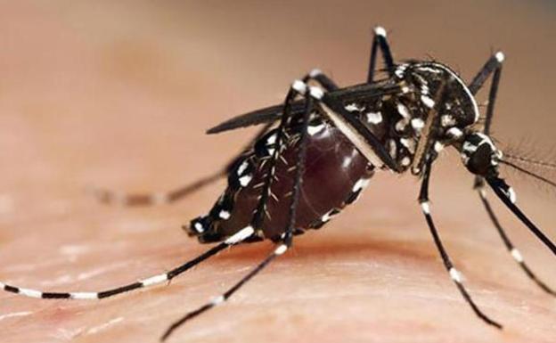 Plagas veraniegas en Andalucía: cómo prevenirlas y qué hacer si aparecen