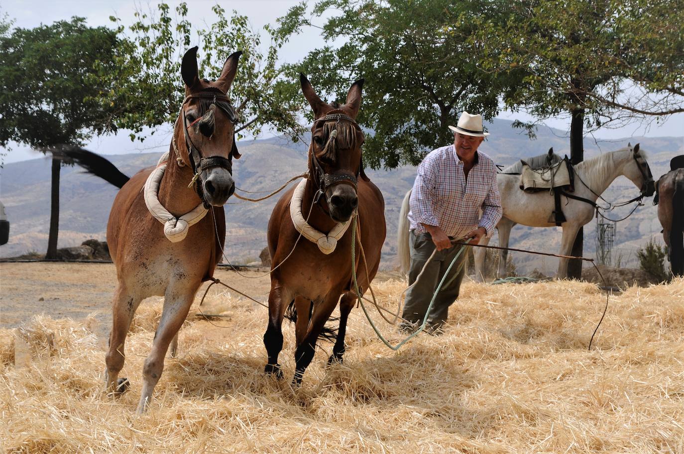 Alpujarra de la Sierra recupera la Fiesta de la Parva en el Parque Recreativo de Prado Real