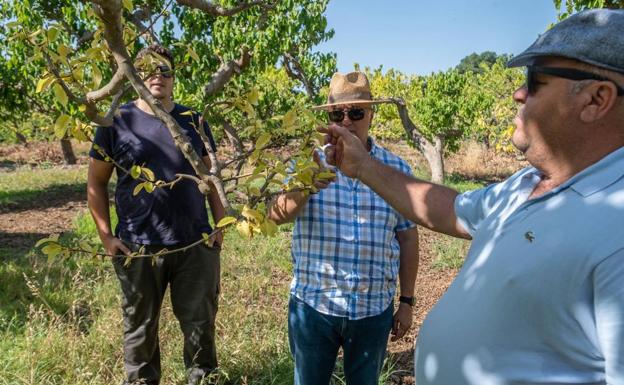 La falta de agua amenaza 4.000 hectáreas de subtropicales y el pan de 3.000 familias