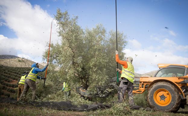 ¿Cuánto voy a cobrar de subvención?