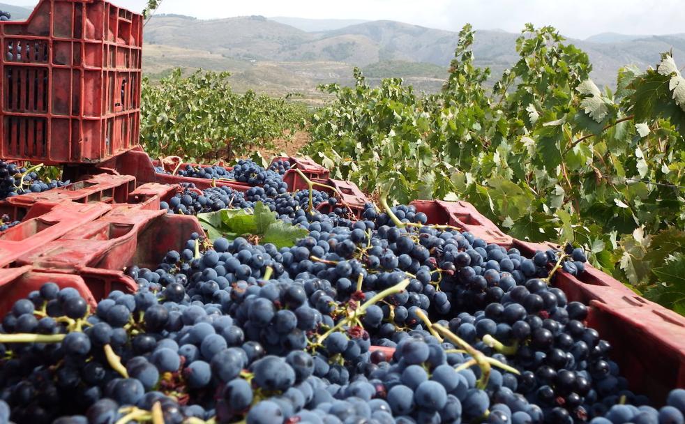 «Salvar lo que se pueda»: el calor ahoga los viñedos de la provincia