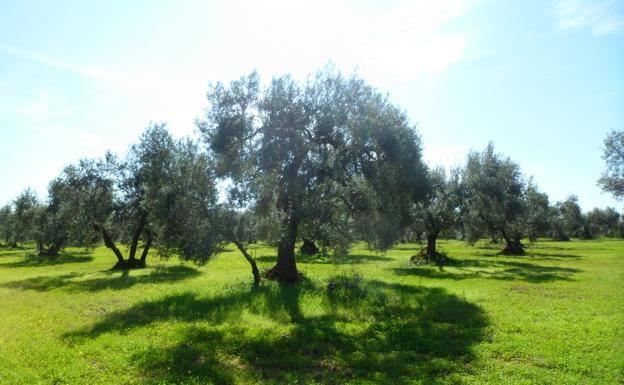 La producción de aceite ecológico no llega en Jaén al 0,5% del total pese al esfuerzo por promoverlo