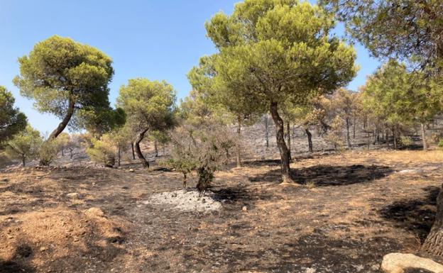 El Ayuntamiento de Jódar pide la reforestación de las 650 hectáreas afectadas por el incendio