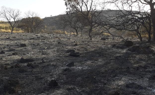 El incendio forestal de Píñar afecta a 31,6 hectáreas de superficie