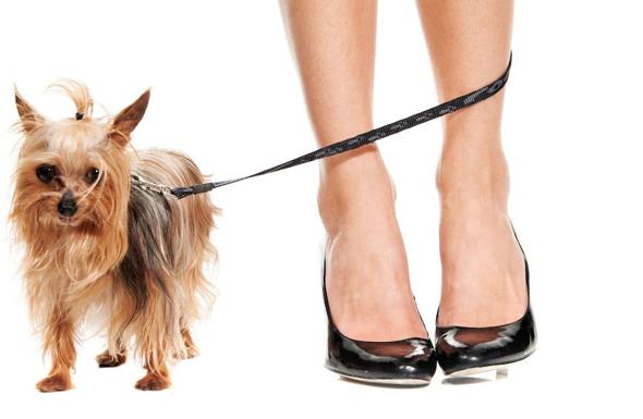 Multa por un manotazo en el hombro tras una riña perruna en Castell de Ferro