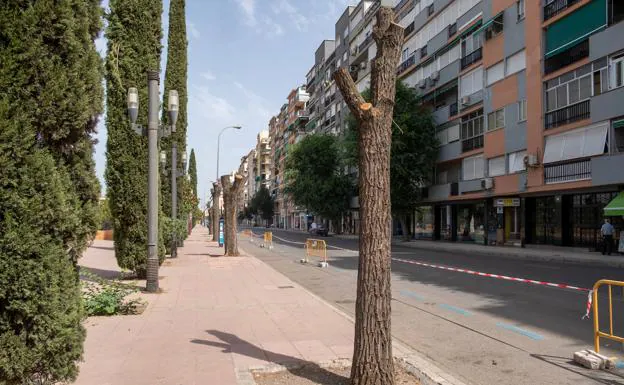 Los árboles de la calle Arabial de Granada serán cambiados por su mal estado de salud