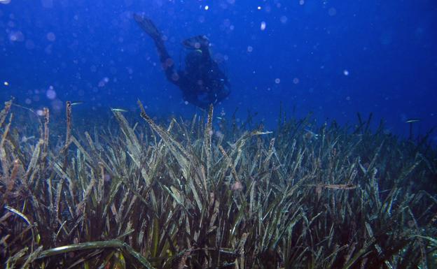 Posidonia