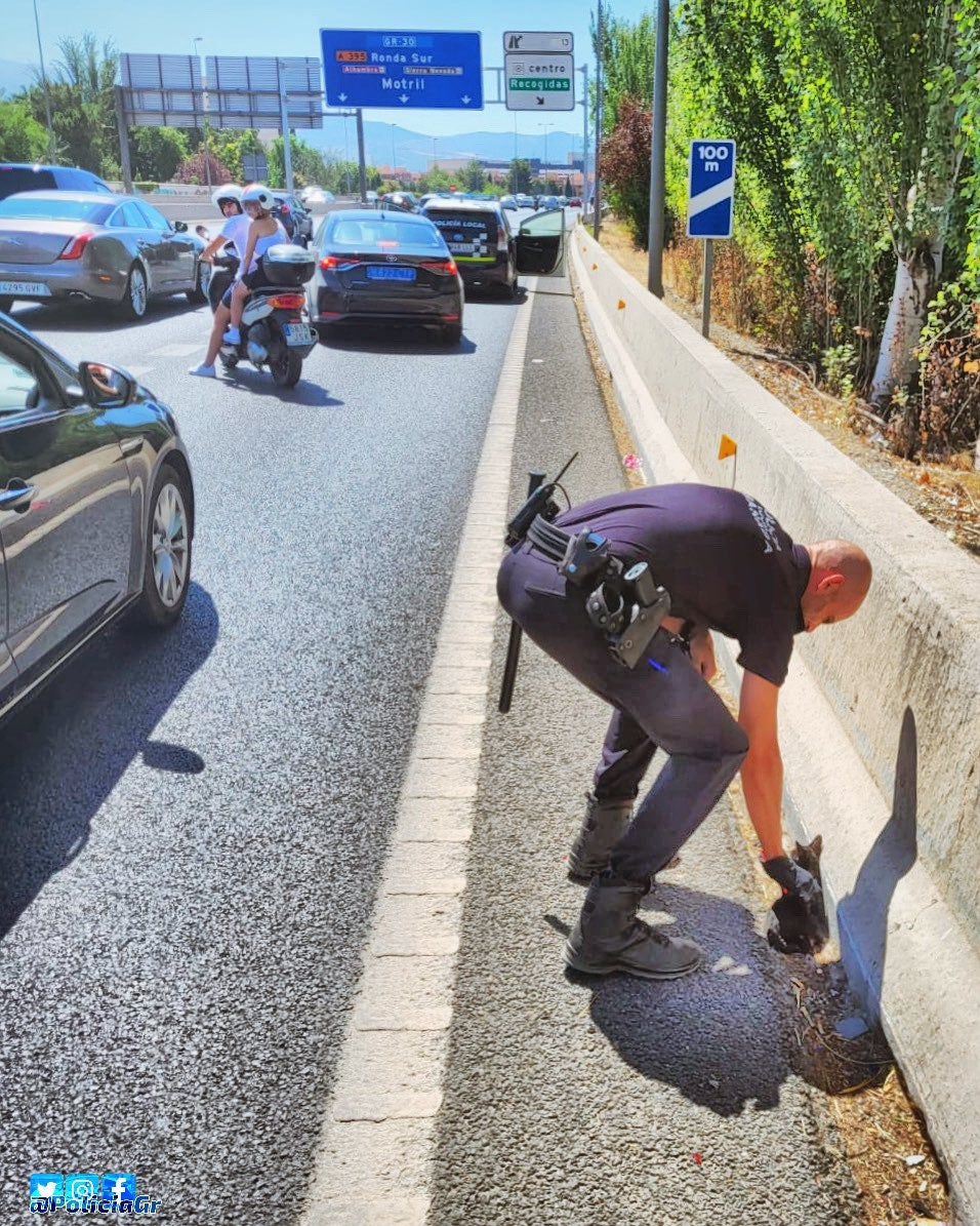 La Policía Local corta la Circunvalación de Granada para salvar a un gato herido