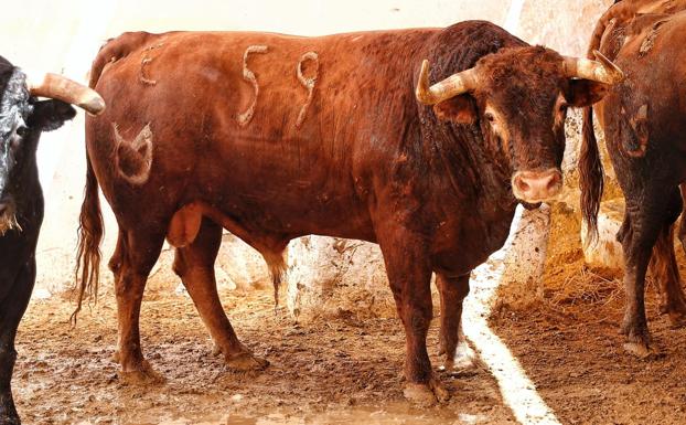 'Aguilito', de la ganadería de Núñez del Cuvillo, el toro de la Feria de Almería