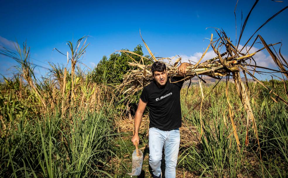 El renacer de la caña de azúcar en la Costa Tropical