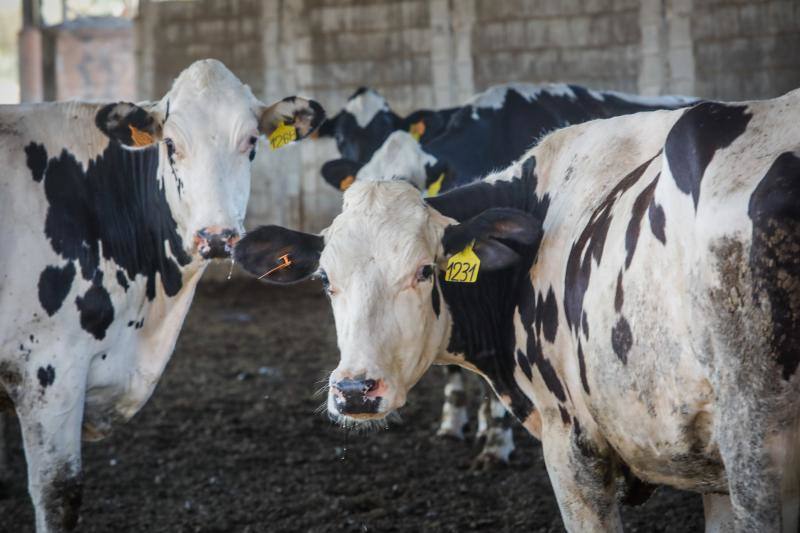 Lactalis Puleva sobre la caída en la producción de leche: «No habrá escasez en los lineales»