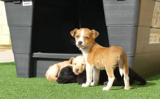 El abandono de perros en la provincia sufre un aumento del 30% en lo que va de año