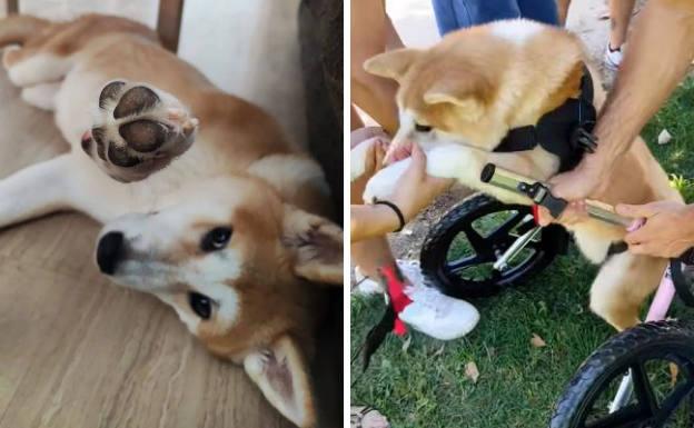 Una silla de ruedas para Khaleesi, la perra que se partió la columna al caer de un balcón en Guadix