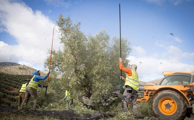 El PSOE insiste en que la nueva PAC va a ser «muy buena» para Jaén y su olivar