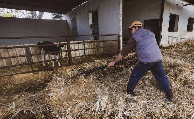 «Lo único que nos sacará del atolladero es que se pague bien la leche»