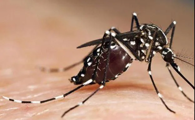 Detectan en España a mosquitos tigre resistentes a los insecticidas: cómo actuar frente a ellos