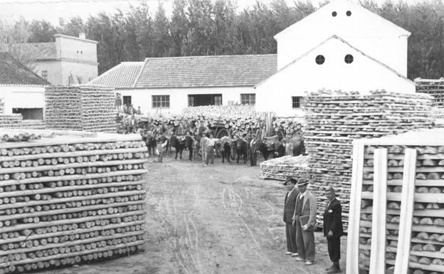 El chopo en Granada: de Al-Ándalus a la innovación ambiental