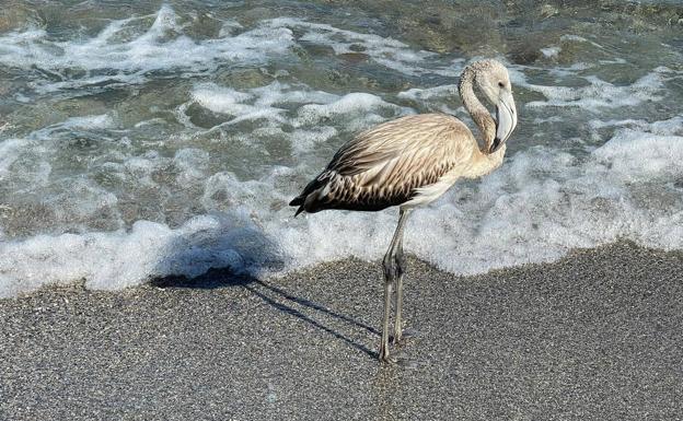 Vuelven a avistar flamencos perdidos en el Levante