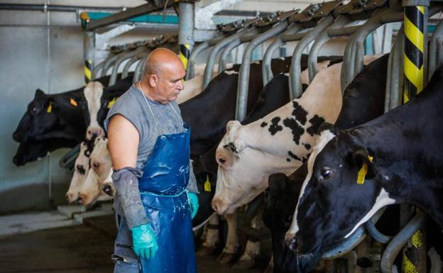 Ganaderos jienenses sacrifican vacas lecheras sanas para poder sufragar costes y sobrevivir
