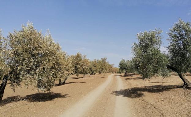 La «desesperanza» cunde entre los olivareros de Jaén ante la falta de lluvias que salven parte de la cosecha