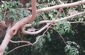 Las ratas invaden el parque del Diezmo en la capital almeriense