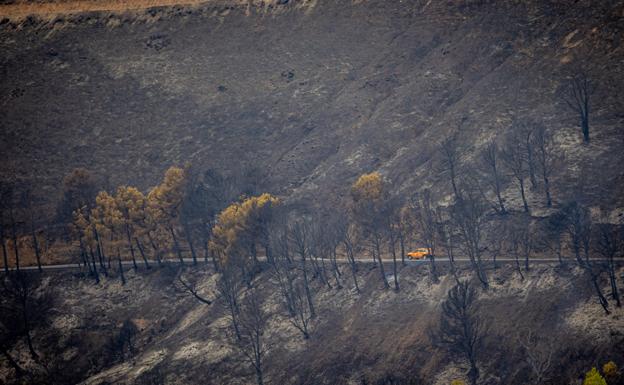 Global Tree pide «árboles y manos para salvar Los Guájares»