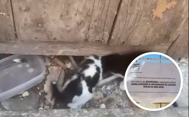 Asociaciones animalistas fuerzan a retirar unos carteles en los que prohibían alimentar a colonias de gatos en Albolote