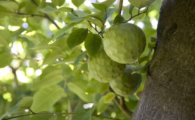 Los agricultores piden a la Junta obras para que el agua llegue también a La Herradura