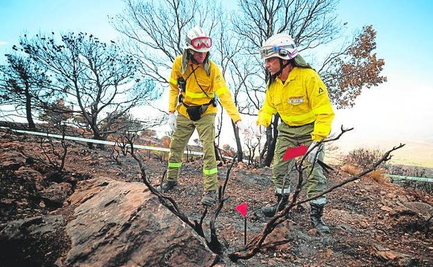 Menos del 5% de los fuegos forestales son intencionados