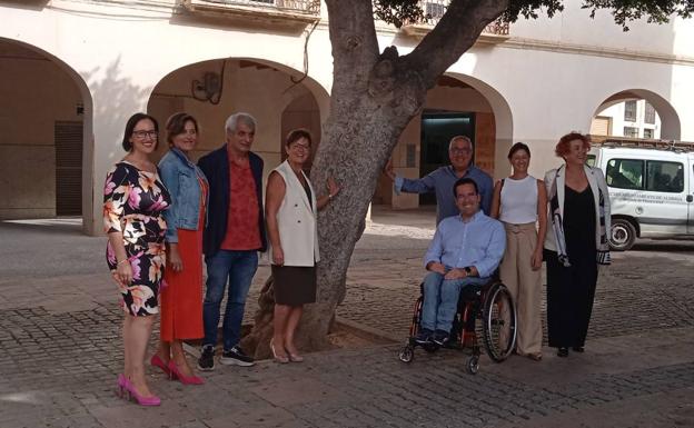Tercera sentencia judicial contra la retirada de los ficus de la Plaza Vieja