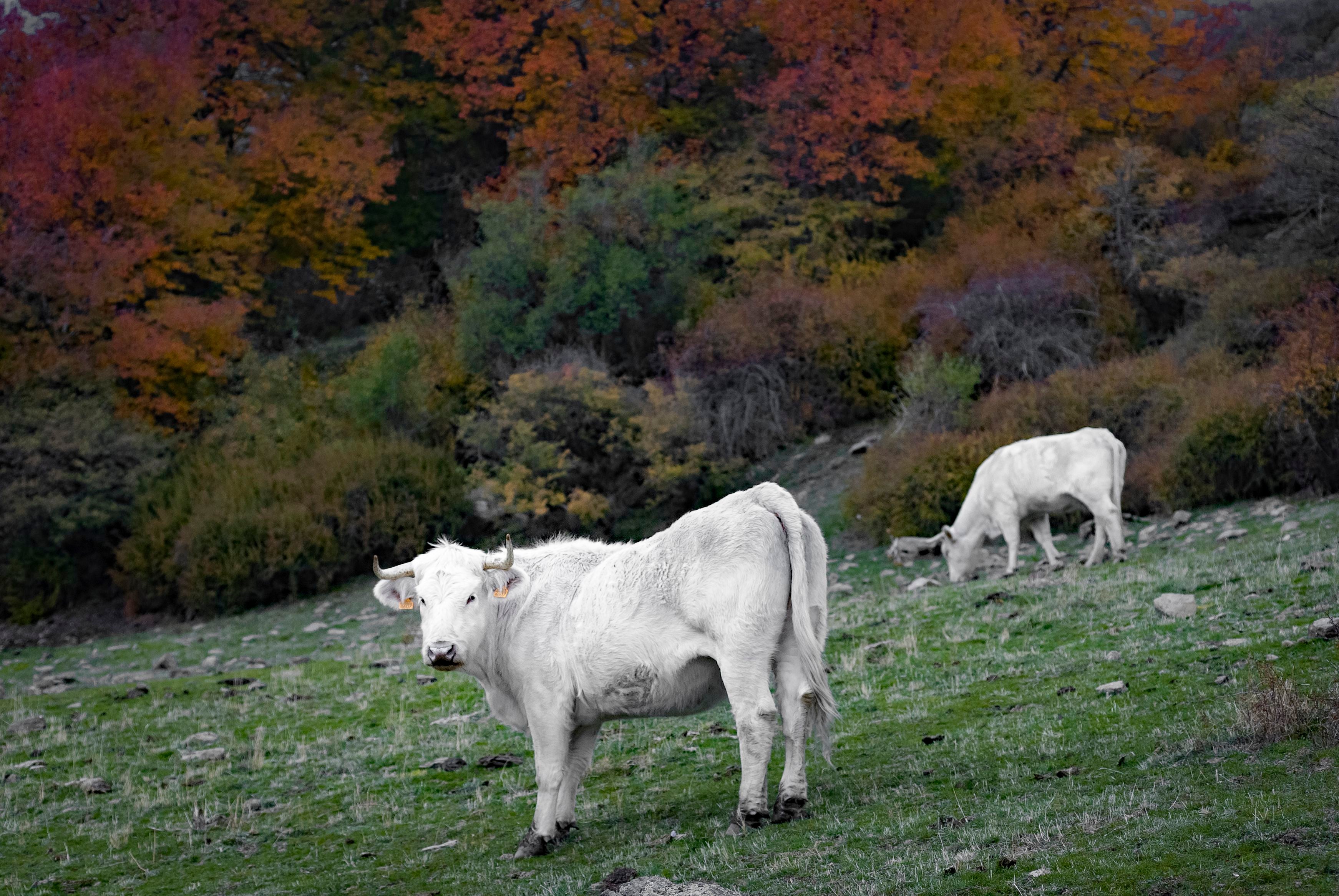 Una ruta por los colores otoñales del 'Bosque Encantado' de Granada Ideal