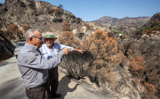 «Me gustaría recuperar al menos el 30% de los tres mil árboles que he perdido»