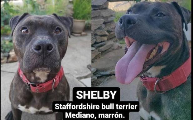 Denuncian un robo en su vivienda de la Alpujarra: «Se han llevado a nuestro perro»