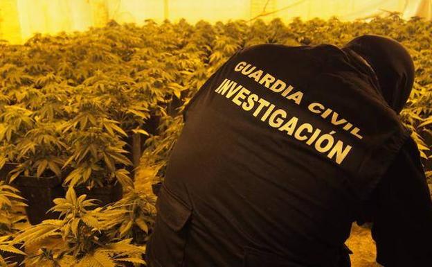 Sorprendidos mientras deshojaban una gran planta de marihuana en Vélez de Benaudalla