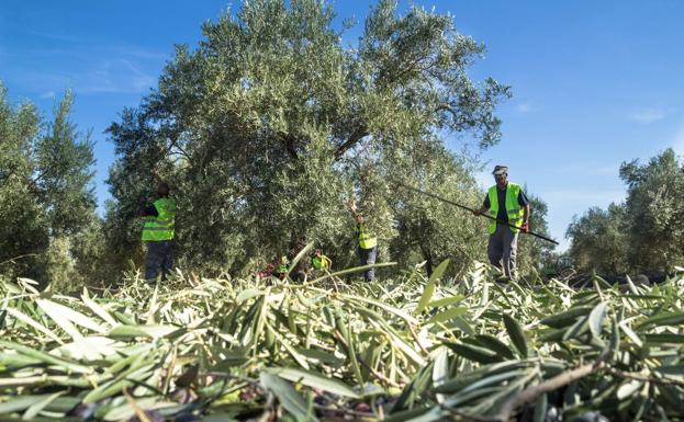 Miles de olivareros de Jaén podrán cobrar hasta el 70% de la ayuda de la PAC por adelantado