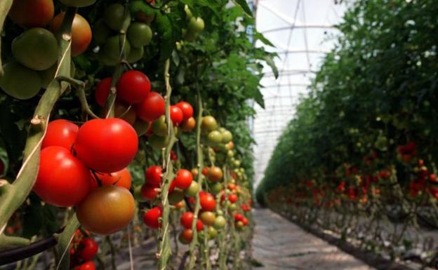 Los agricultores y ganaderos de Andalucía percibirán 870 millones de euros en pagos anticipados de la PAC