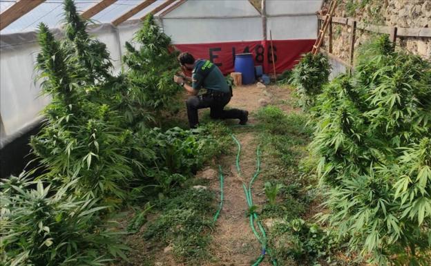 La Guardia Civil descubre en Siles una plantación de marihuana bajo un invernadero