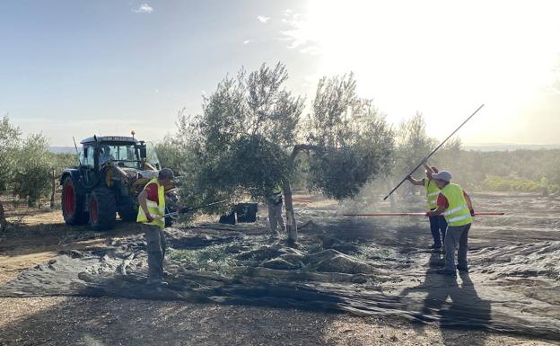 La 'revolución' de los aceites de oliva tempranos aguanta en una campaña marcada por la escasez