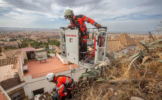 Una plaga liquida las pitas del Barranco del Abogado, emblema del barrio