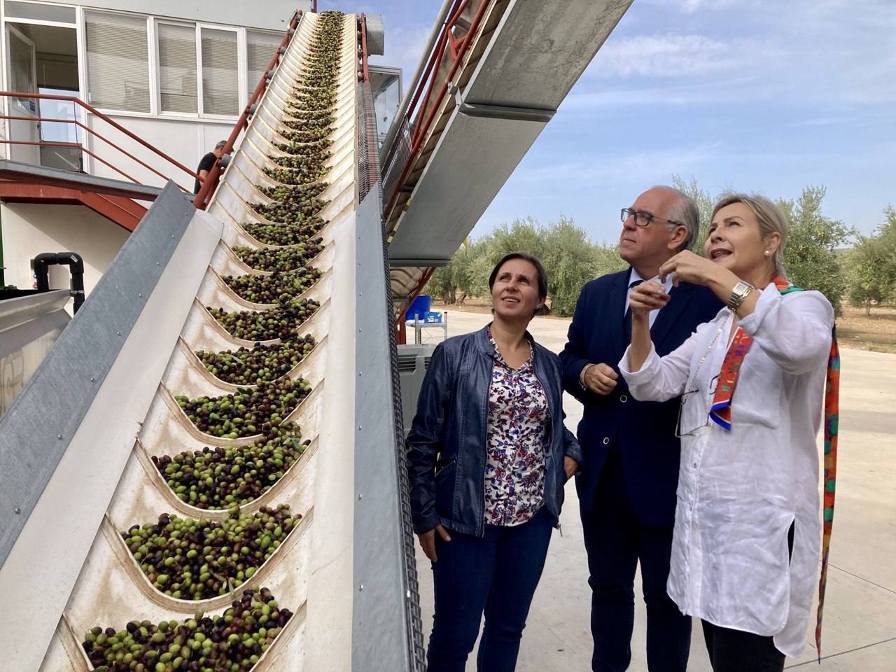 25.000 olivareros se suman a la IGP Aceite de Jaén, «la mejor carta de presentación» para el oro verde jienense