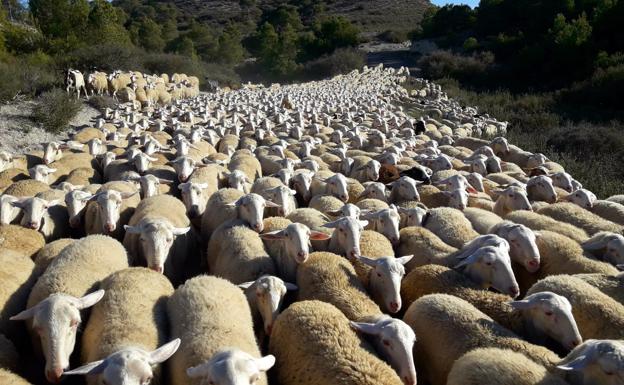 De llevar una tienda de ropa a esquilar ovejas por toda España