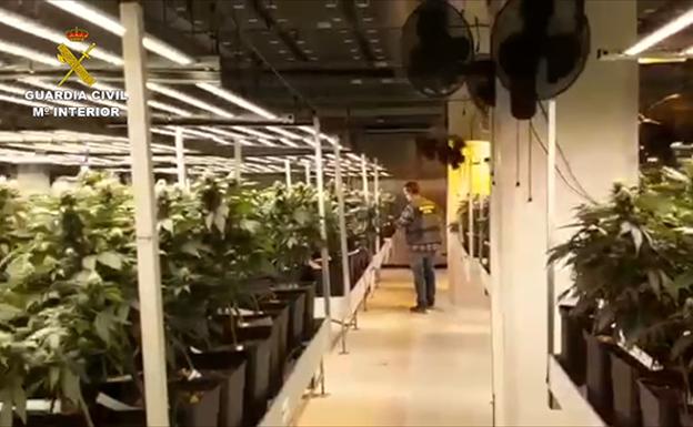 Cae una red criminal en Barcelona que tenía 120.000 plantas de marihuana en Almería