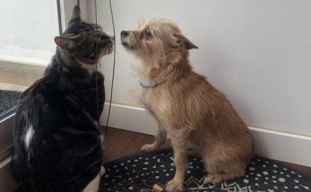 El cuento de amor entre Bella y Donete