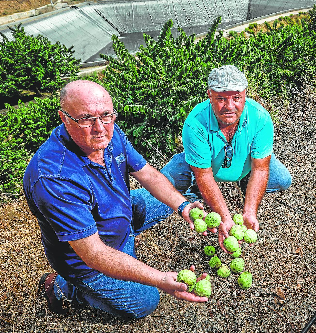 La campaña agrícola se retrasa en más de 400.000 hectáreas de Granada por falta de lluvia