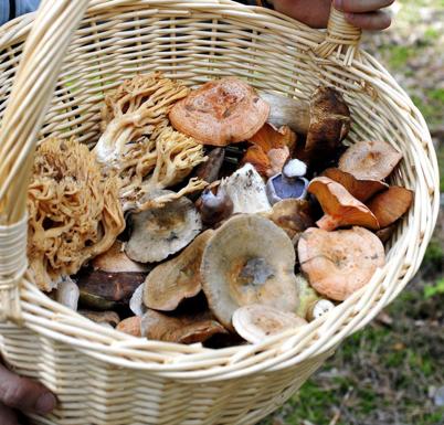 SOS en la recogida de setas dada su escasez por falta de lluvias