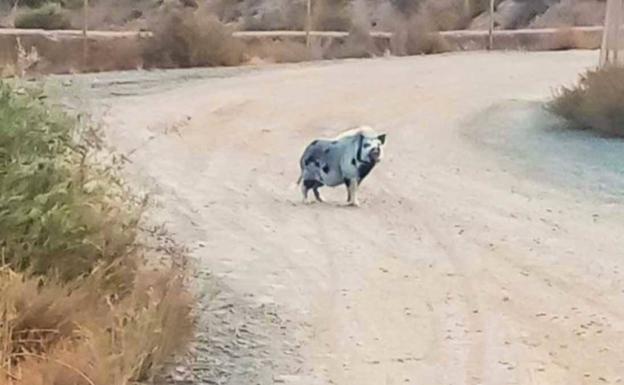 Así es el 'cerdolí' de Benahadux: el ejemplar salvaje que preocupa a los cazadores