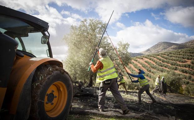 El campo andaluz pide que se aplacen los ecorregímenes de la PAC, que complican el cobro